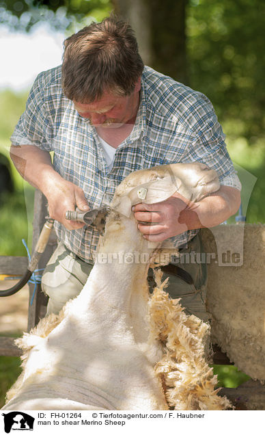man to shear Merino Sheep / FH-01264