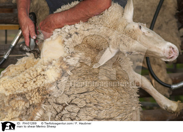 Mann schert Merinoschaf / man to shear Merino Sheep / FH-01269