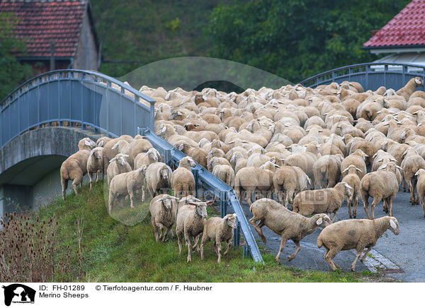 Merinoschafe / Merino Sheeps / FH-01289