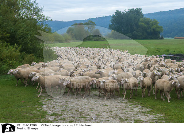 Merino Sheeps / FH-01296