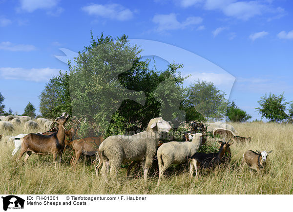 Merinoschafe und Ziegen / Merino Sheeps and Goats / FH-01301