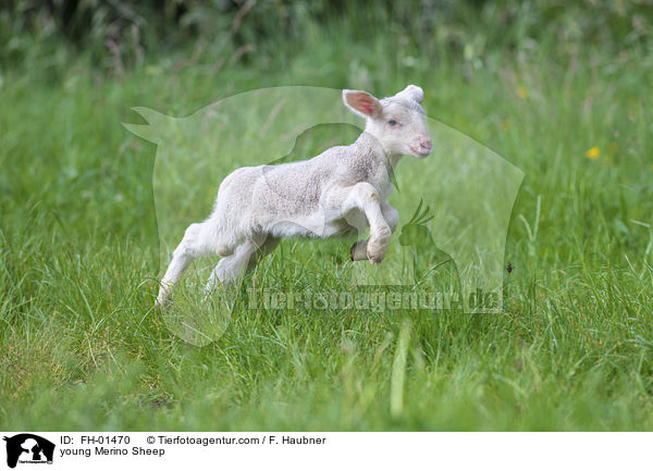 young Merino Sheep / FH-01470