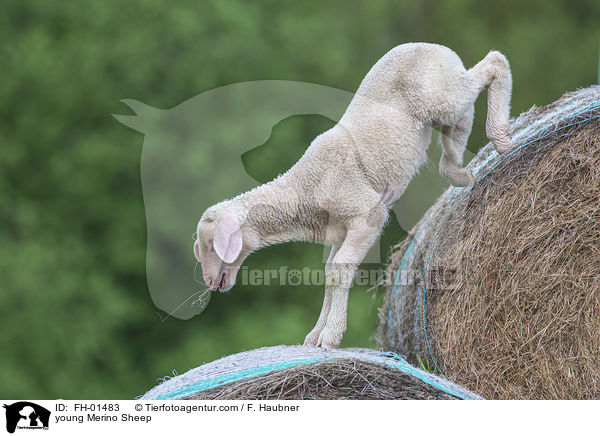 young Merino Sheep / FH-01483