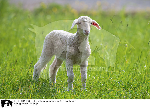 junges Merinoschaf / young Merino Sheep / FH-01488
