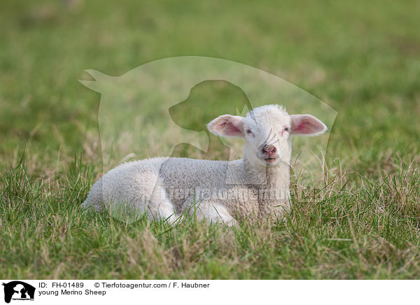 junges Merinoschaf / young Merino Sheep / FH-01489