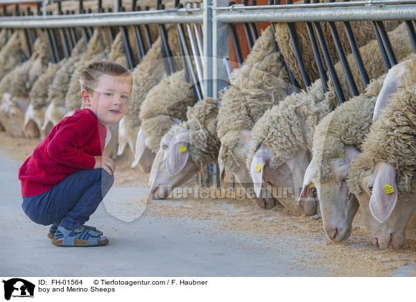 boy and Merino Sheeps / FH-01564