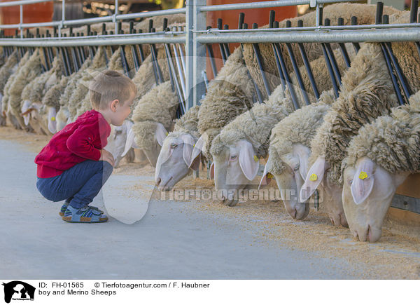 Junge und Merinoschafe / boy and Merino Sheeps / FH-01565