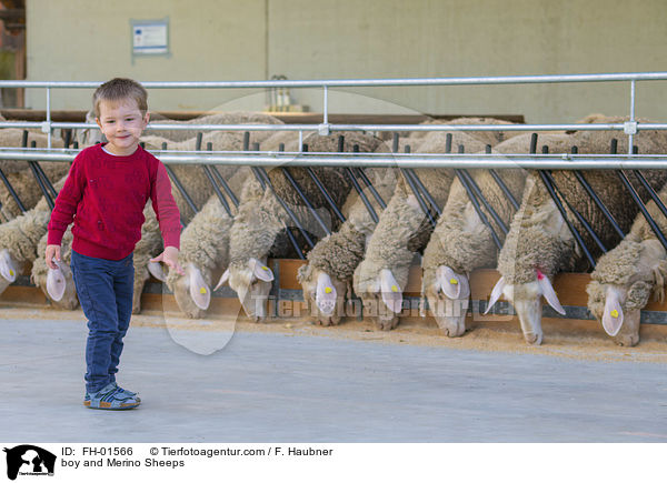 Junge und Merinoschafe / boy and Merino Sheeps / FH-01566