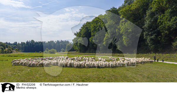 Merinoschafe / Merino sheeps / FH-02206
