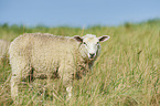 Merino Sheeps