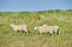 Merino Sheeps on a meadow
