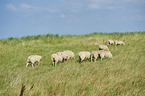 Merino Sheeps on a meadow