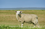 standing Merino Sheep