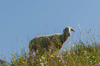 standing Merino Sheep