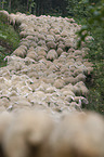 Merino Sheeps