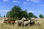Merino Sheeps and Goats