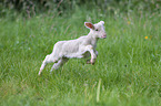 young Merino Sheep