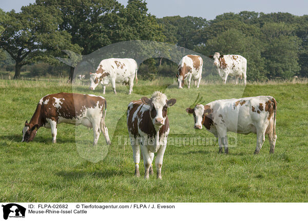 Meuse-Rhine-Issel Cattle / FLPA-02682