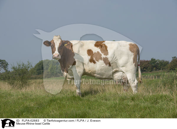 Maas-Rhein-Ijssel-Rind / Meuse-Rhine-Issel Cattle / FLPA-02683