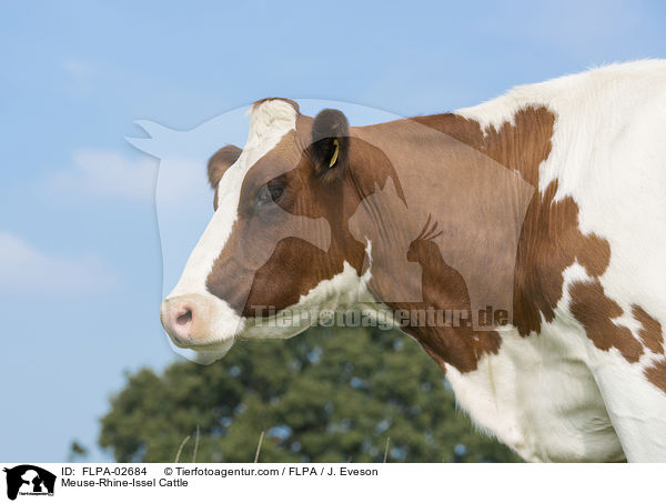 Meuse-Rhine-Issel Cattle / FLPA-02684