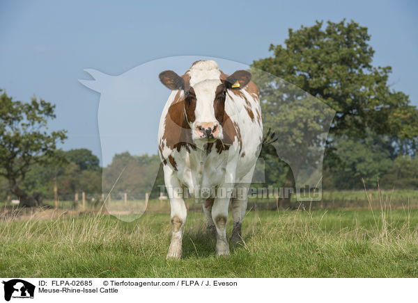 Maas-Rhein-Ijssel-Rind / Meuse-Rhine-Issel Cattle / FLPA-02685