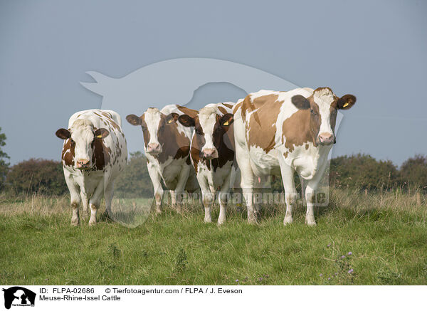 Maas-Rhein-Ijssel-Rind / Meuse-Rhine-Issel Cattle / FLPA-02686