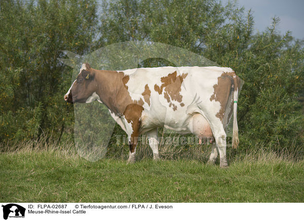 Meuse-Rhine-Issel Cattle / FLPA-02687