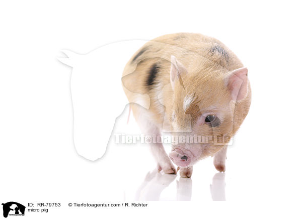 micro pig / RR-79753