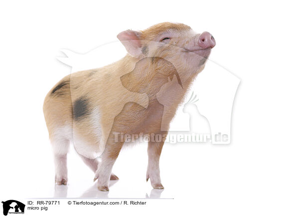 Microschwein / micro pig / RR-79771