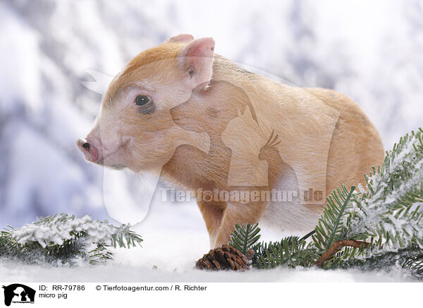 micro pig / RR-79786