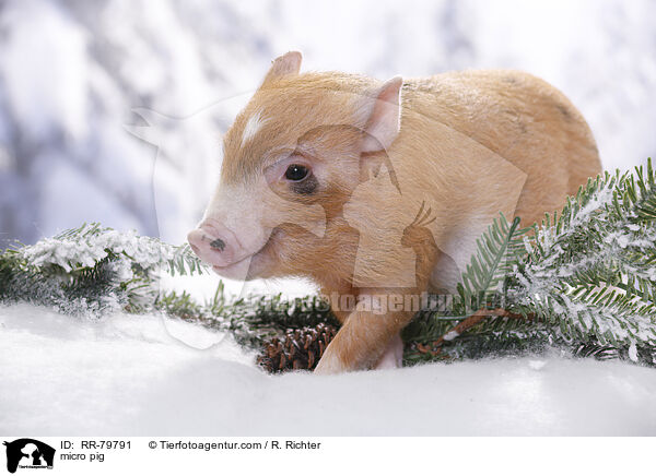 Microschwein / micro pig / RR-79791