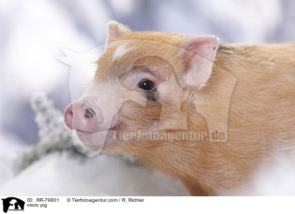 Microschwein / micro pig / RR-79801