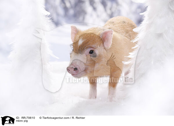 Microschwein / micro pig / RR-79810