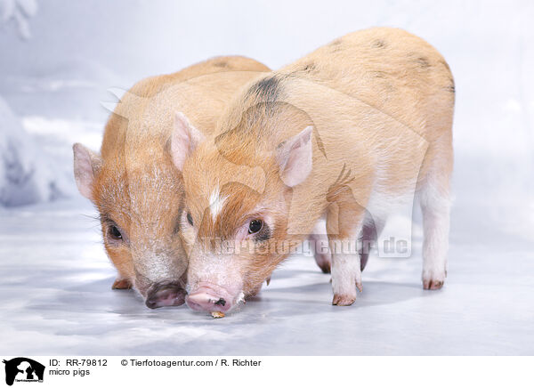 micro pigs / RR-79812