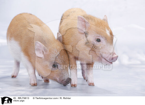 micro pigs / RR-79813