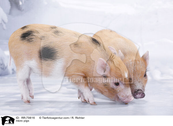 micro pigs / RR-79816