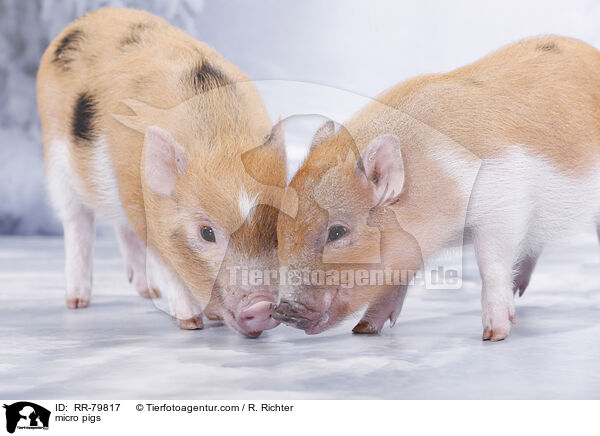 micro pigs / RR-79817