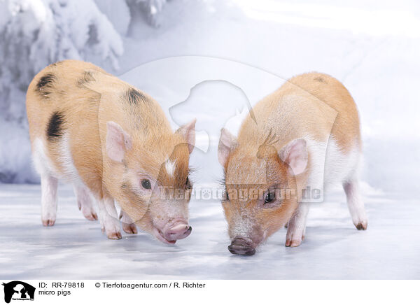 micro pigs / RR-79818