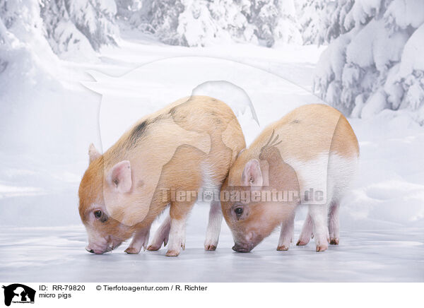 Microschweine / micro pigs / RR-79820
