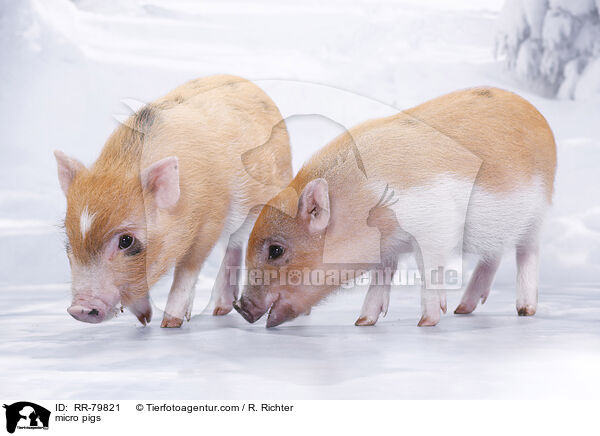 Microschweine / micro pigs / RR-79821
