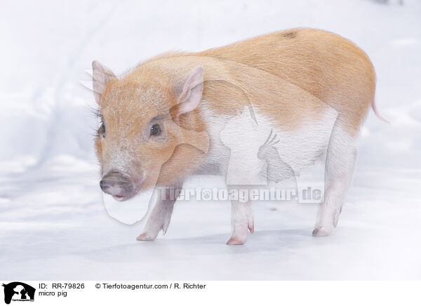 micro pig / RR-79826