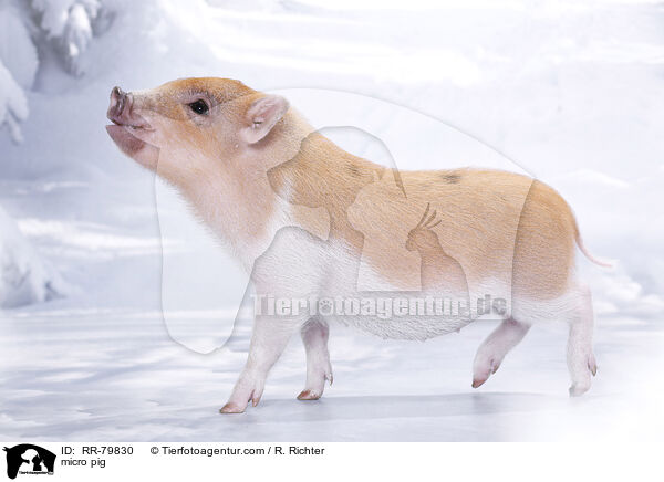 Microschwein / micro pig / RR-79830