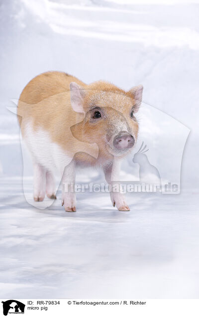 Microschwein / micro pig / RR-79834