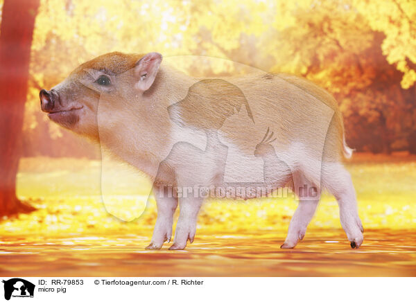 Microschwein / micro pig / RR-79853