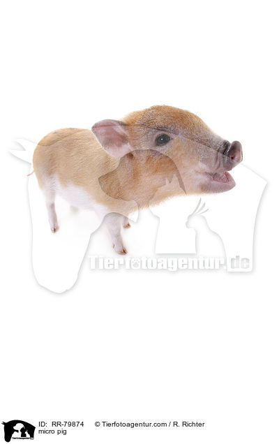 micro pig / RR-79874