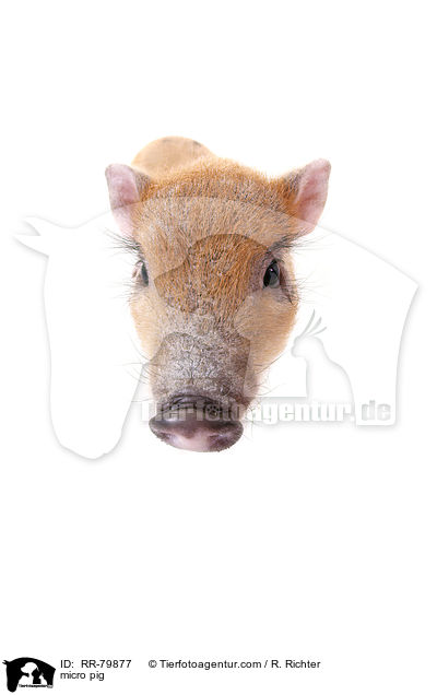 Microschwein / micro pig / RR-79877