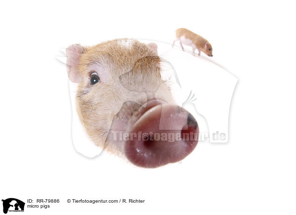 Microschweine / micro pigs / RR-79886