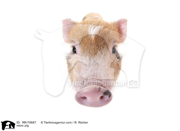 Microschwein / micro pig / RR-79887