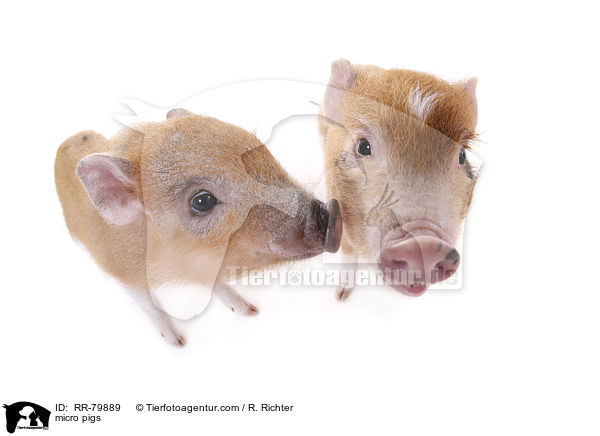 Microschweine / micro pigs / RR-79889
