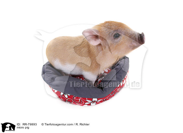 Microschwein / micro pig / RR-79893